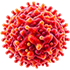 CD8+ T세포